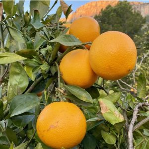 image 62